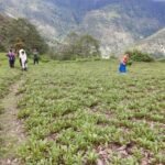 रिवर्स माइग्रेशन और आधुनिक कृषि से बदल रही उत्तराखंड के सुदूर जनपद बागेश्वर की तस्वीर