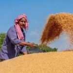 गेहूं खरीद के लक्ष्य में ऐतिहासिक वृद्धि, 05 लाख कुंतल हुआ लक्ष्य, पहले था दस हजार