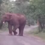 टांडा रेंज के सांप कठानी क्षेत्र में लकड़ी लेने जंगल गई महिला पर हाथी का हमला, मौके पर हुई मौत